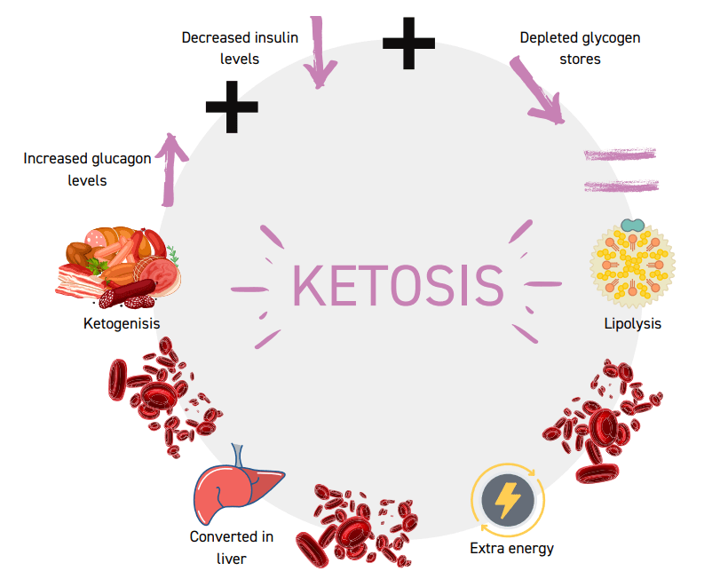 Ketosis Cycle by Keto Charge